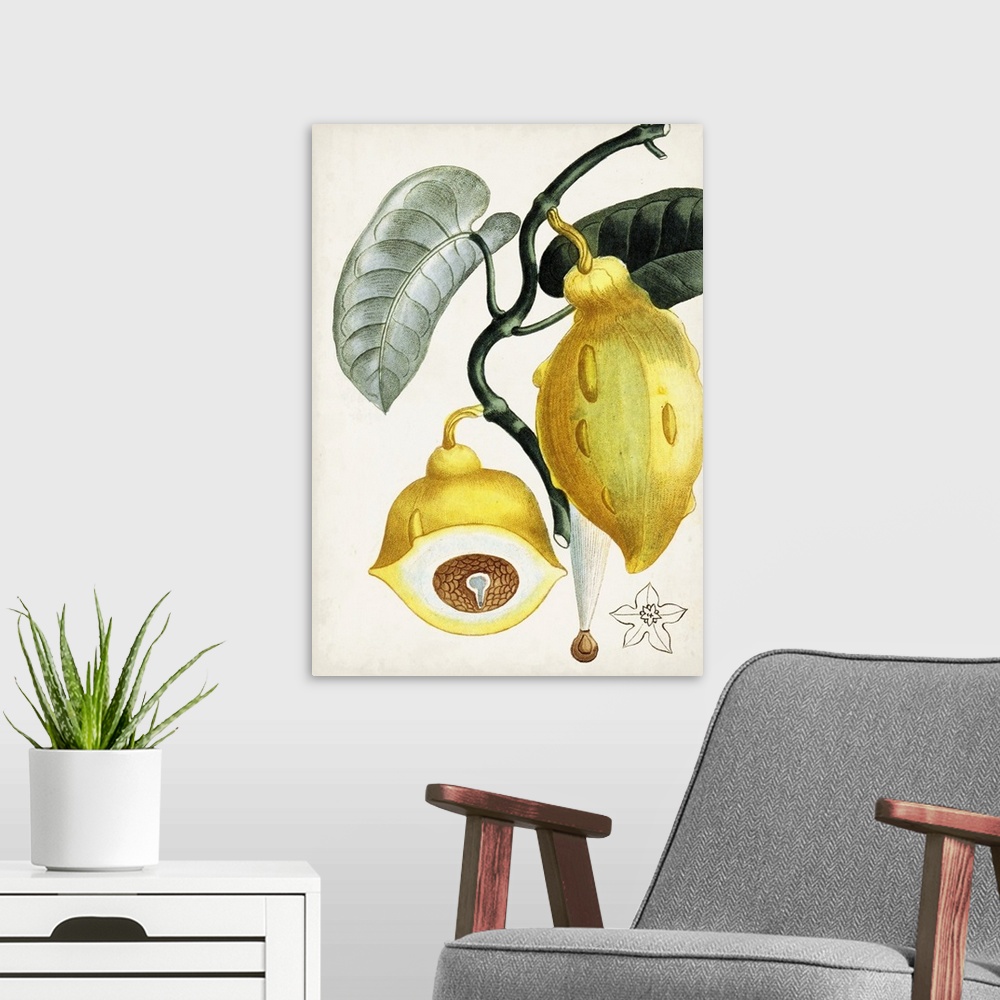 A modern room featuring Turpin Tropical Fruit IV