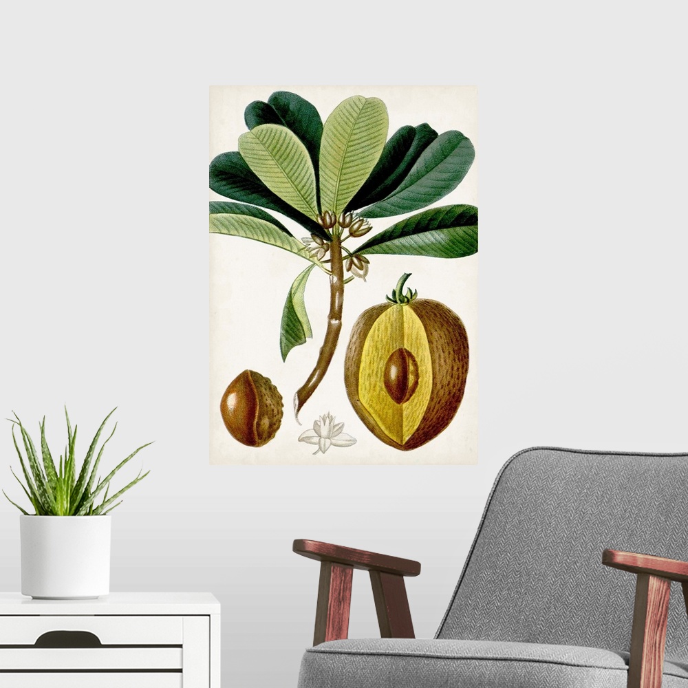 A modern room featuring Turpin Tropical Fruit VI