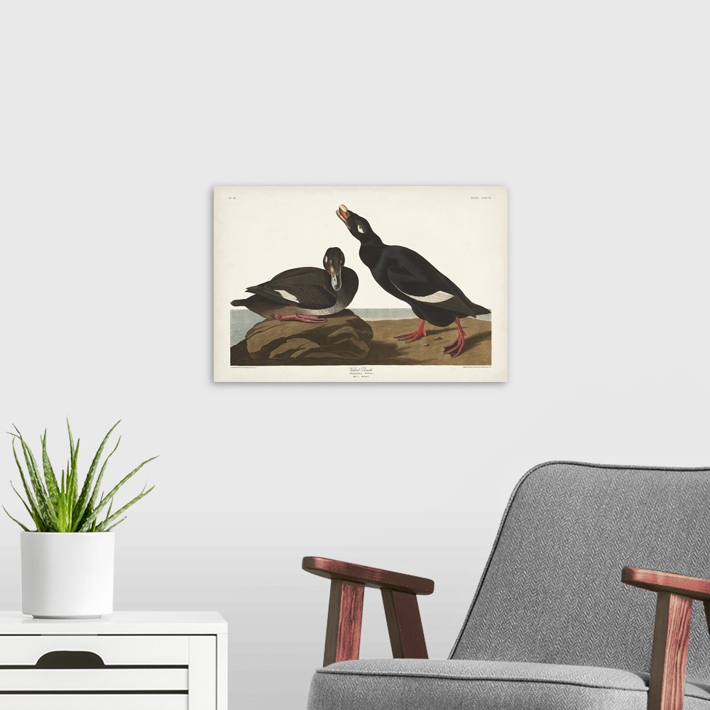 A modern room featuring Velvet Duck