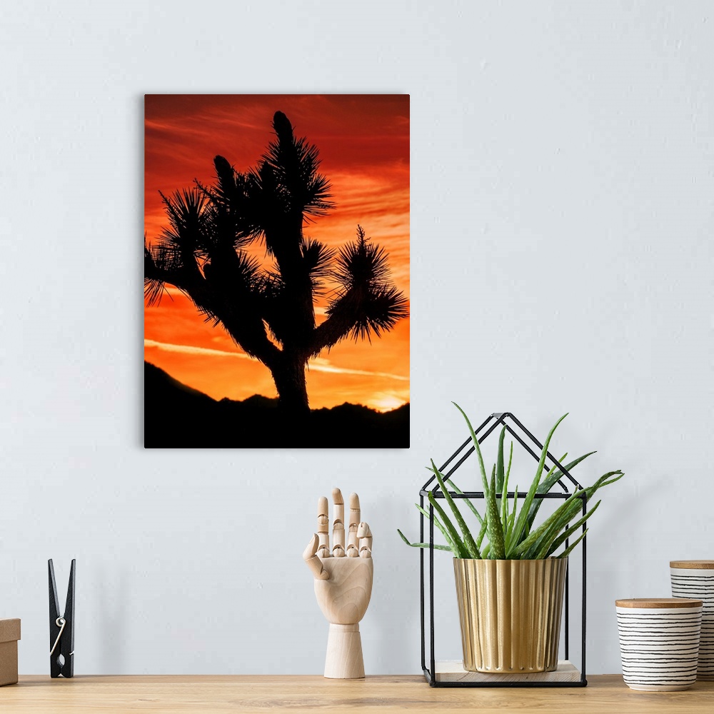 A bohemian room featuring Photograph of a silhouetted joshua tree in the desert in California.