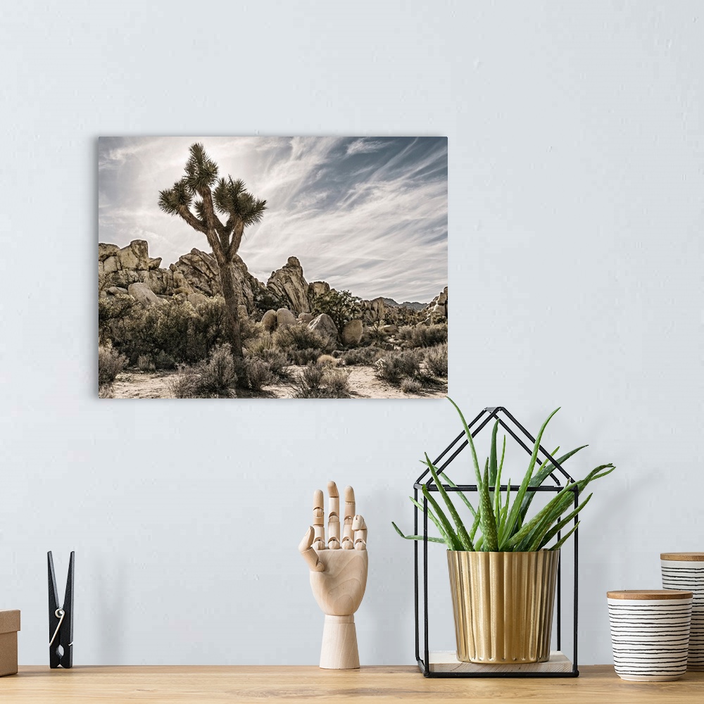 A bohemian room featuring Muted photograph of the desert plants and Joshua trees in Joshua Tree National Park, California.