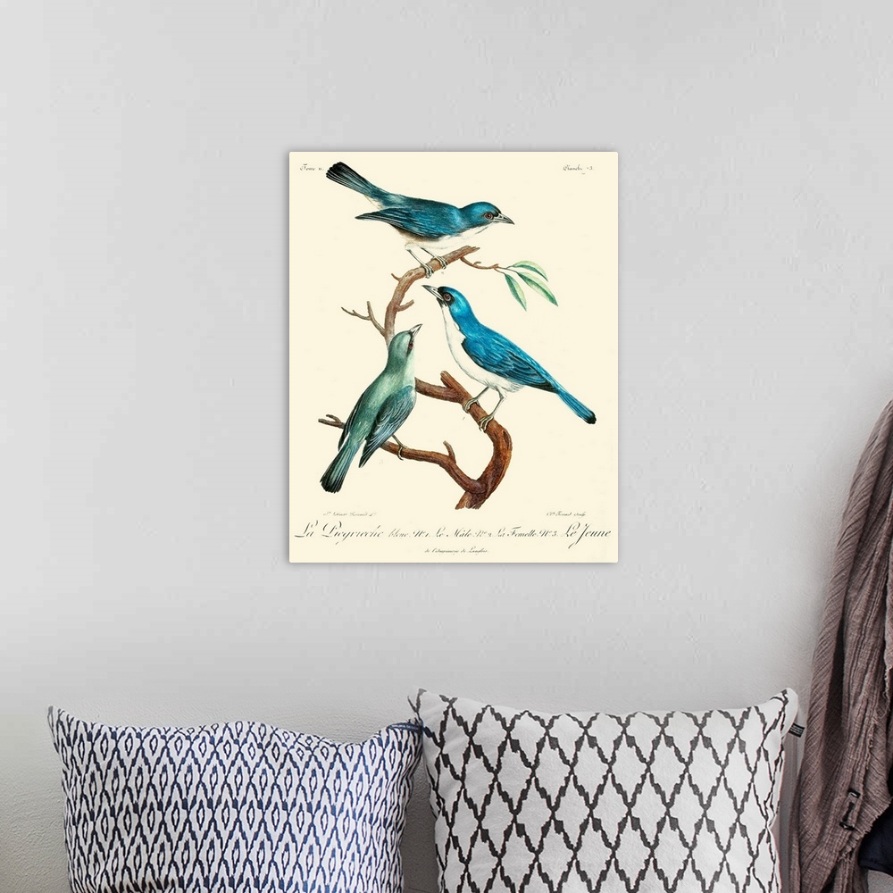 A bohemian room featuring Vintage French Birds IV