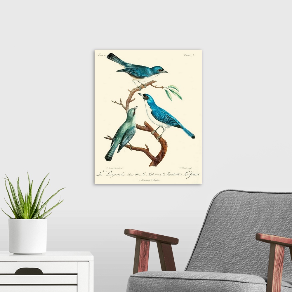 A modern room featuring Vintage French Birds IV