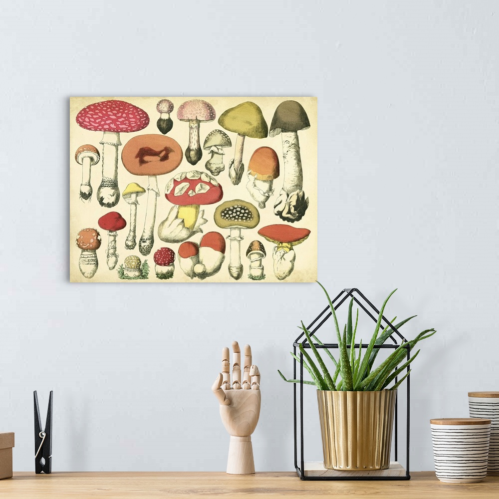 A bohemian room featuring Vintage Mushroom Chart