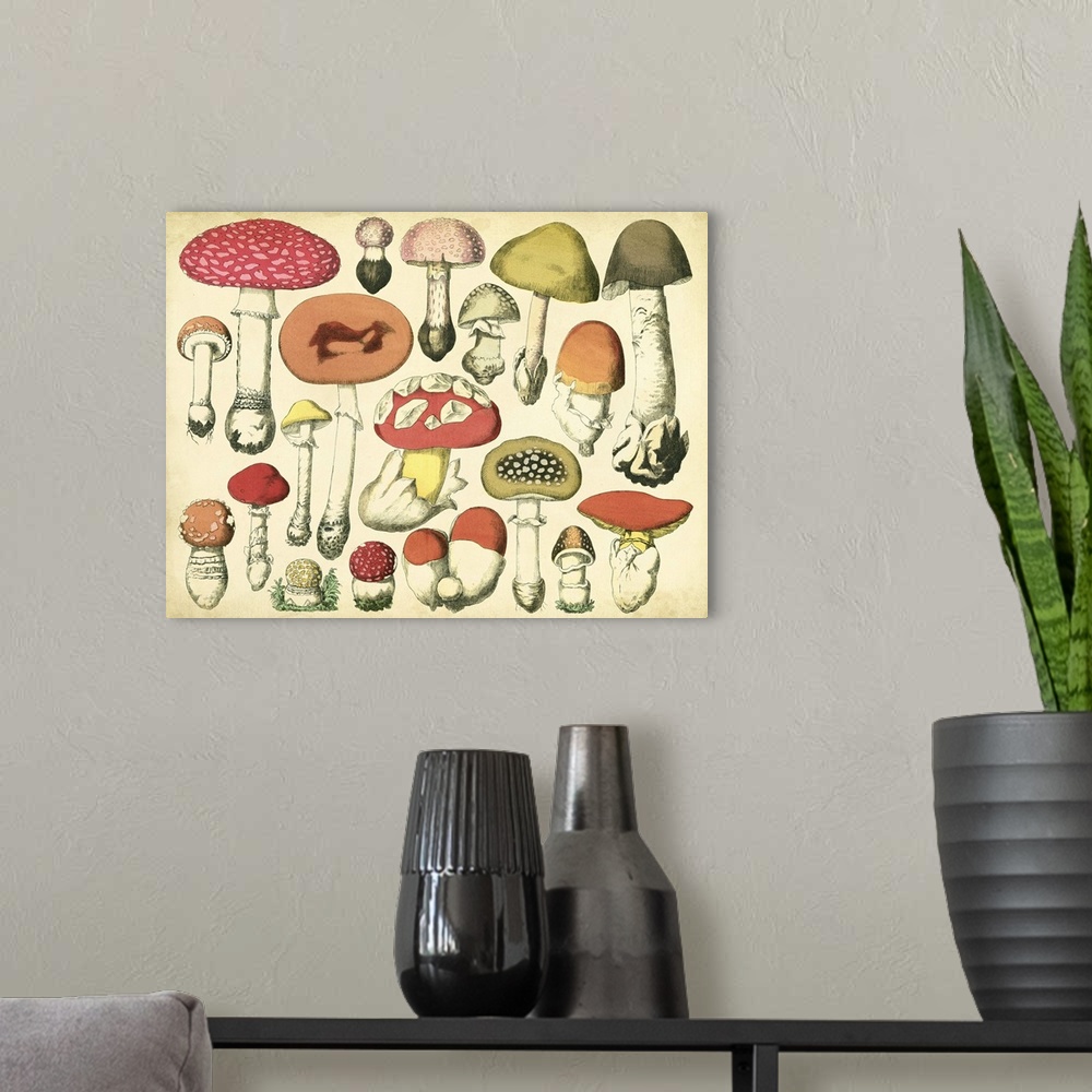 A modern room featuring Vintage Mushroom Chart