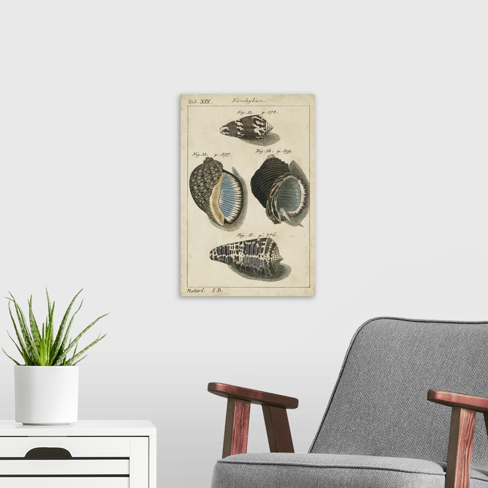A modern room featuring Vintage Shell Study III
