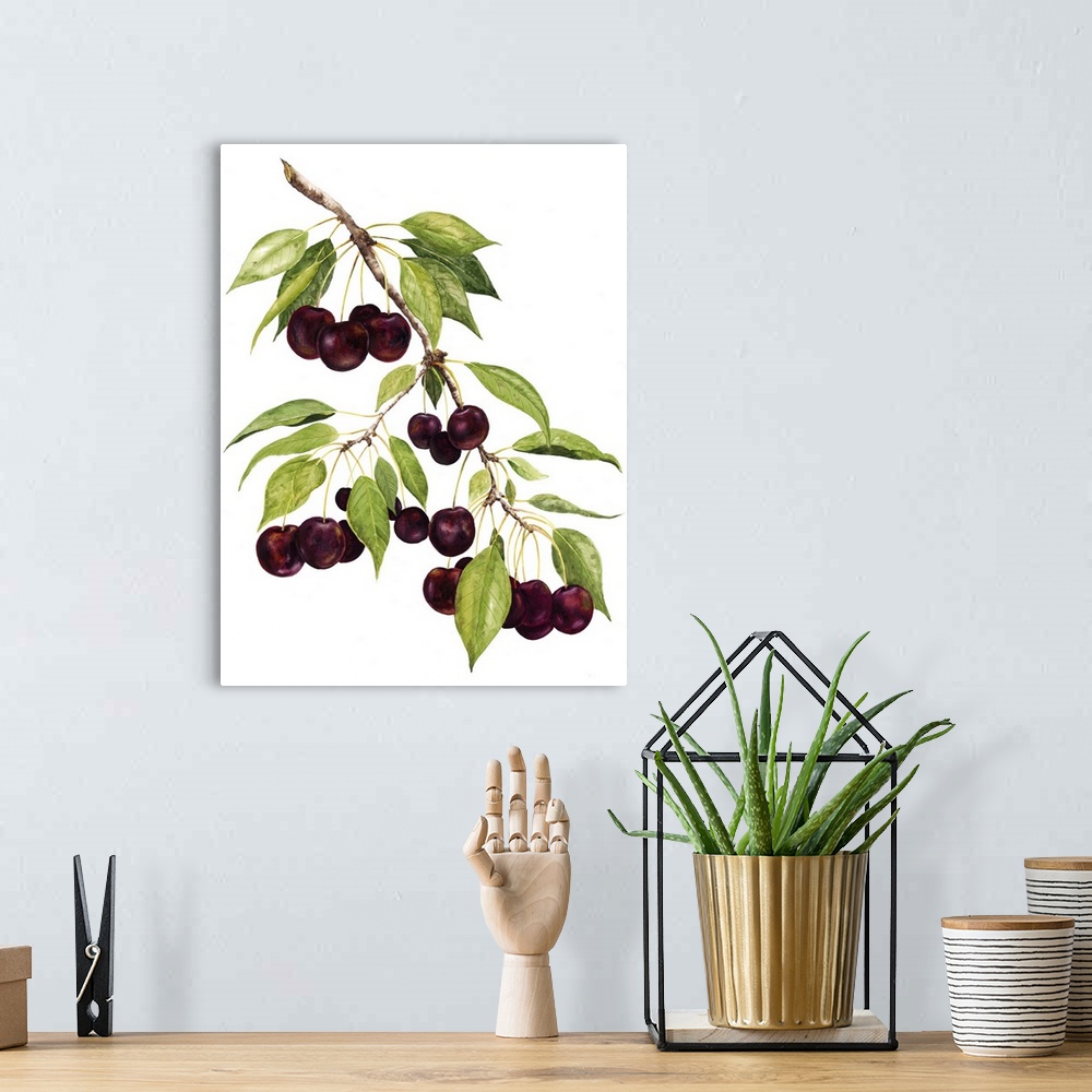 A bohemian room featuring Watercolor painting of cherries against a white background.