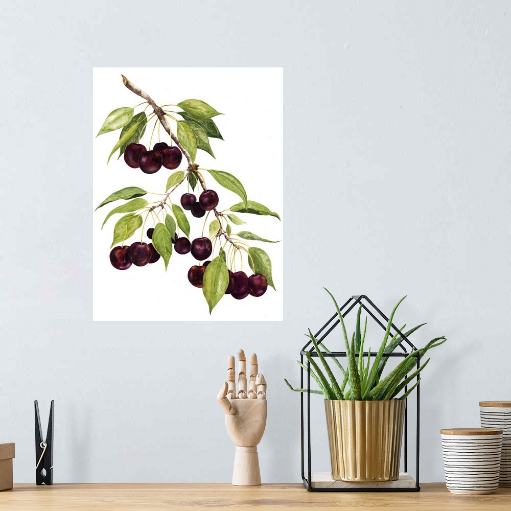 A bohemian room featuring Watercolor painting of cherries against a white background.