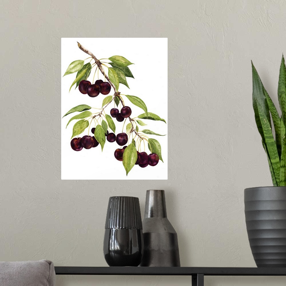 A modern room featuring Watercolor painting of cherries against a white background.