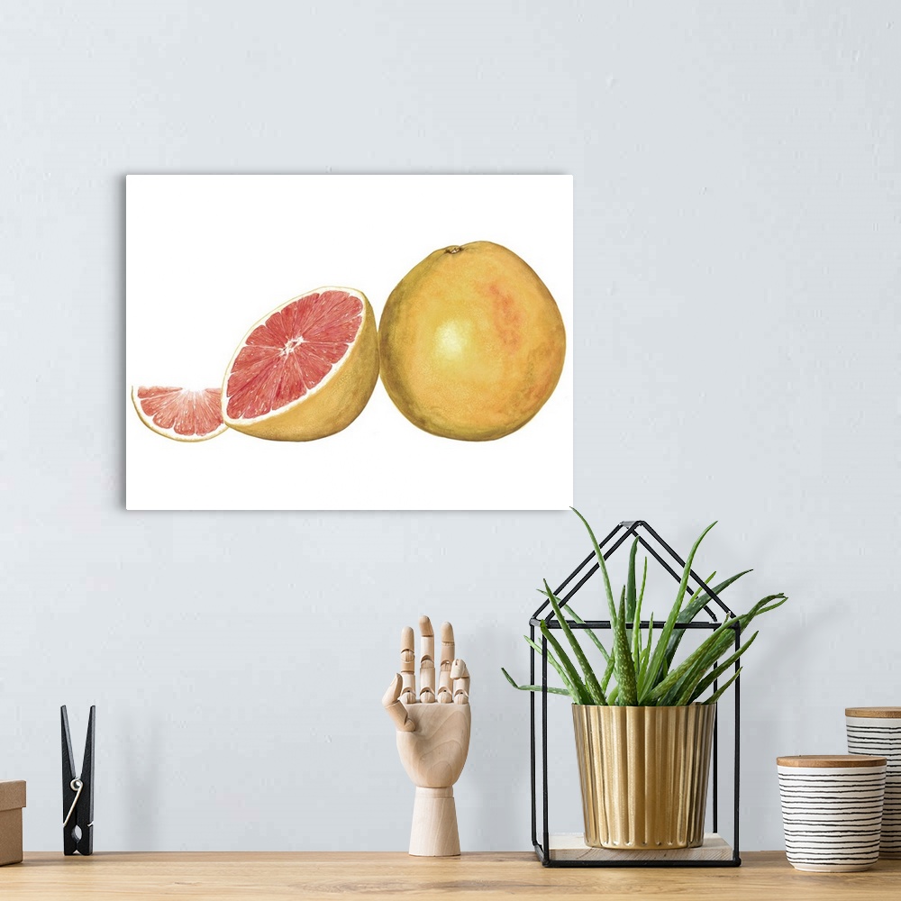 A bohemian room featuring Watercolor painting of a whole and halved grapefruit against a white background.