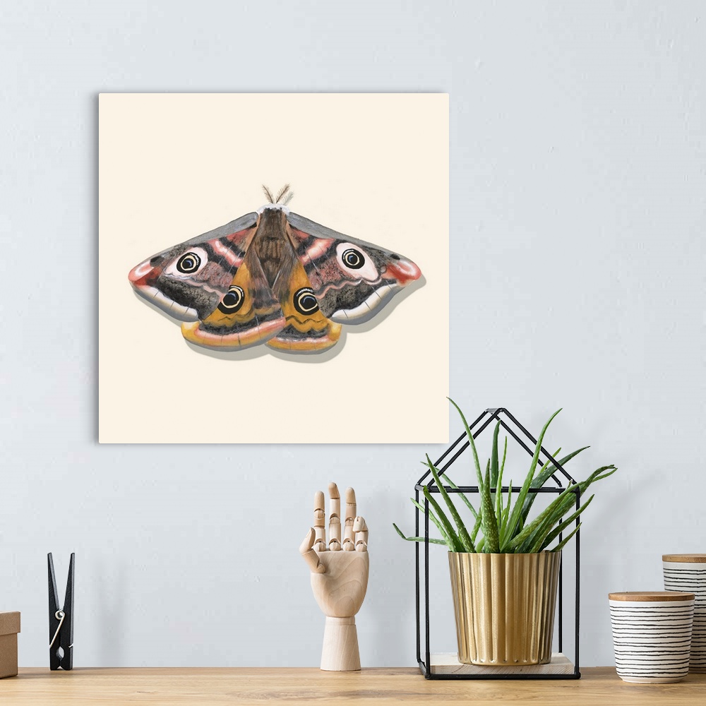 A bohemian room featuring Watercolor Moths I