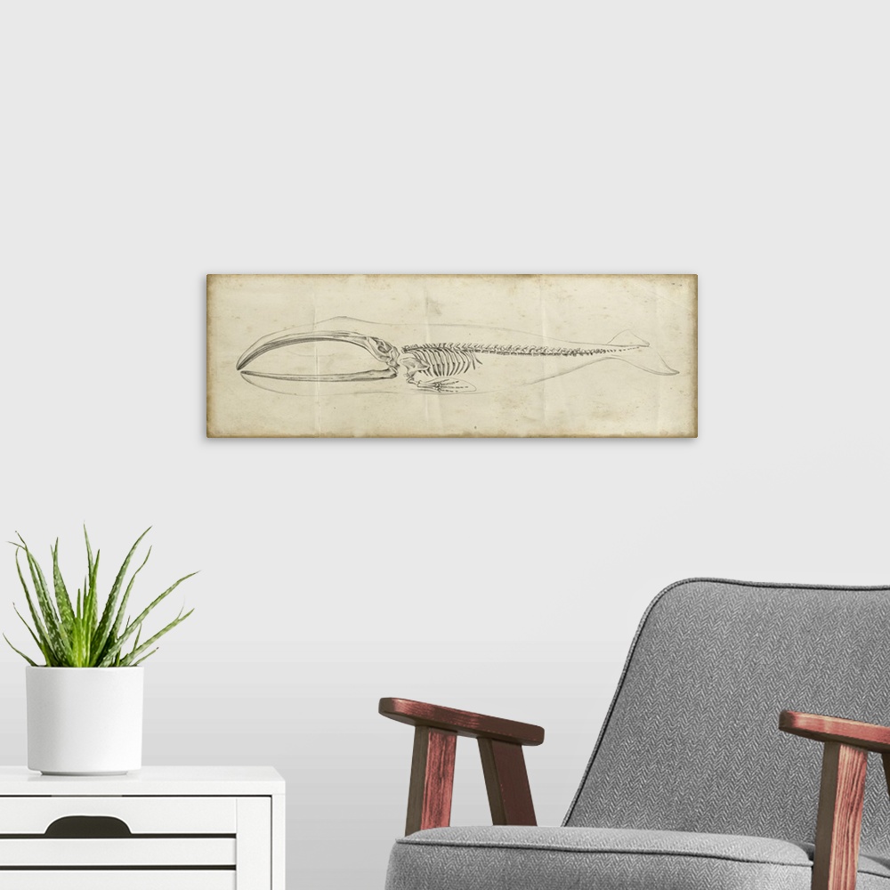 A modern room featuring Vintage illustration of the skeleton of a whale.