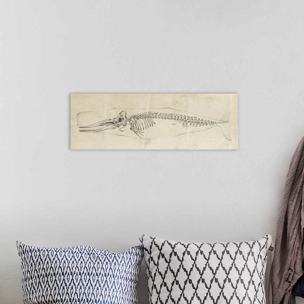 A bohemian room featuring Vintage illustration of the skeleton of a whale.