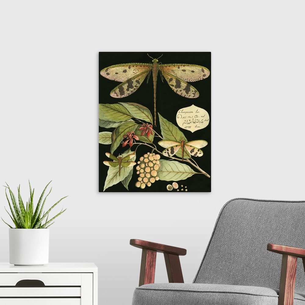 A modern room featuring Vintage illustrative stylized dragonfly and various botanical's against a black background.