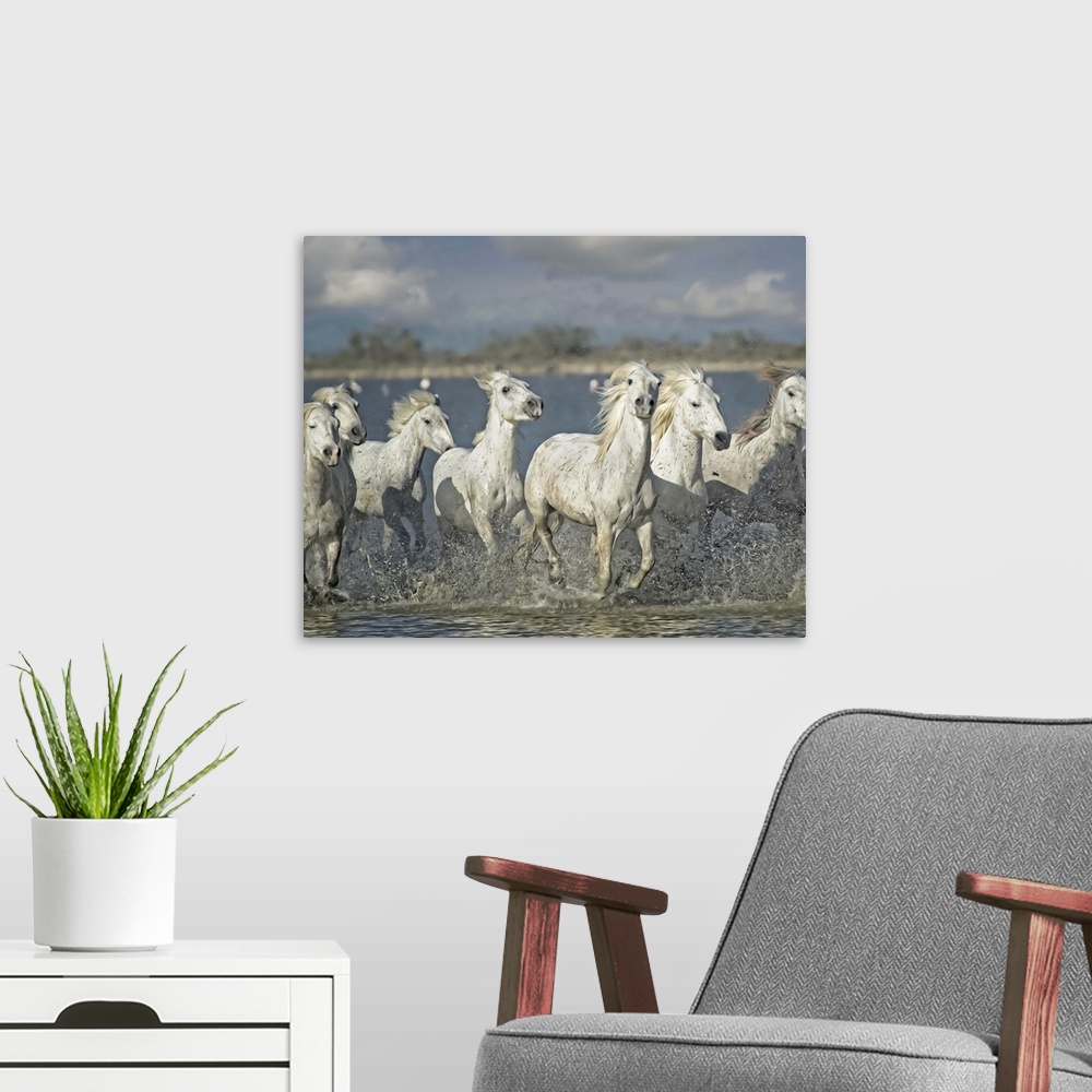 A modern room featuring Photograph of a group of white horses running through shallow waters.