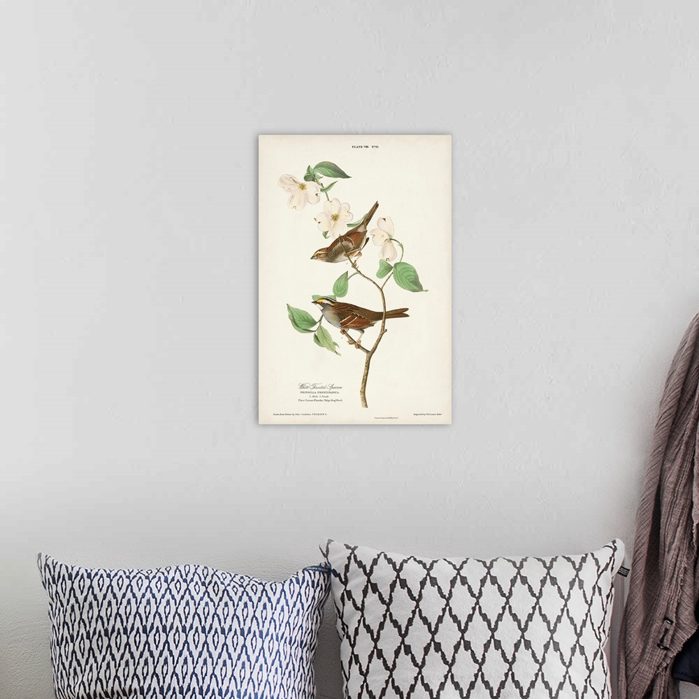 A bohemian room featuring White-Throated Sparrow