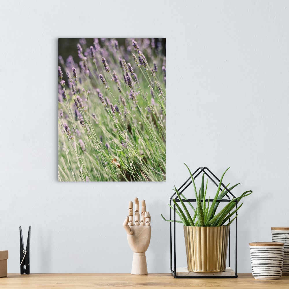 A bohemian room featuring A close up photograph of purple lavender flowers.