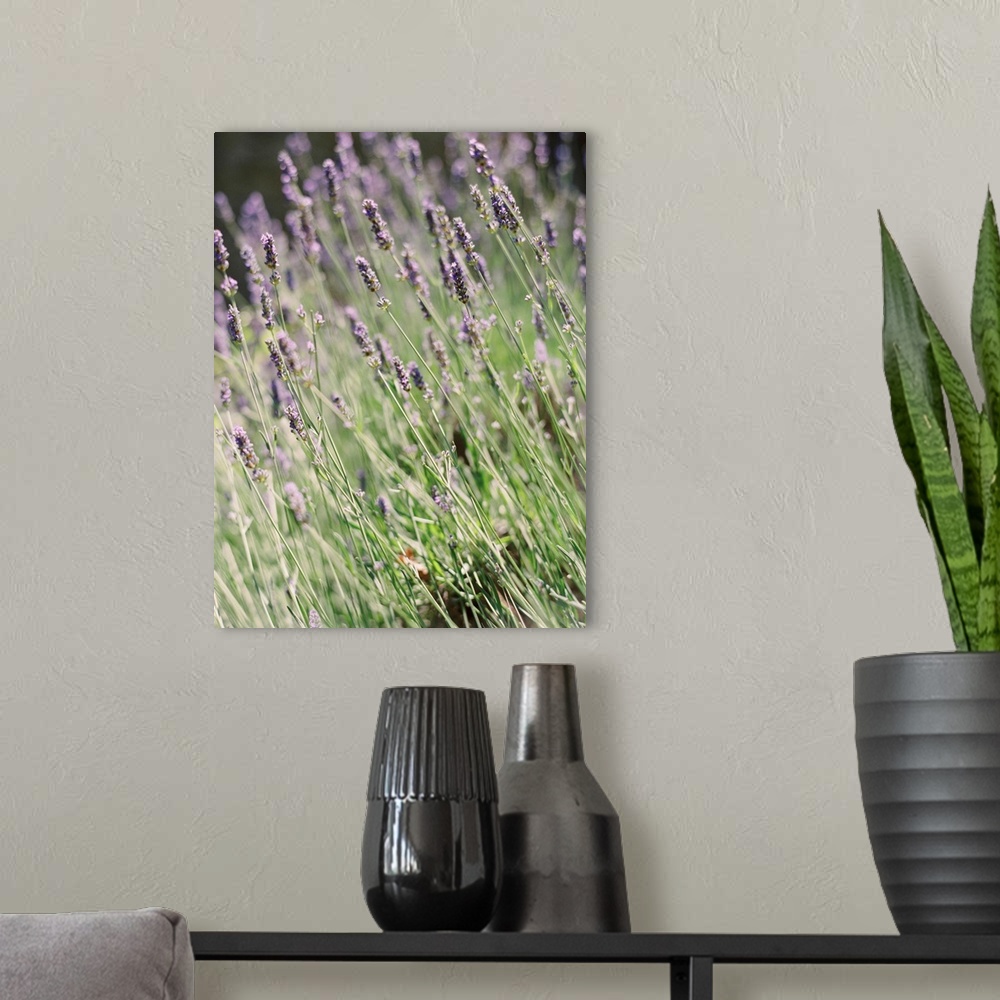 A modern room featuring A close up photograph of purple lavender flowers.