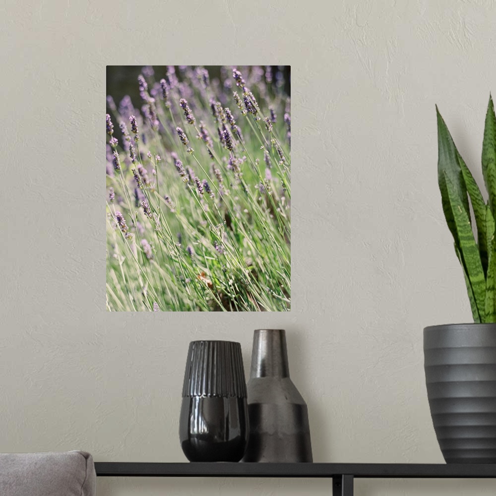 A modern room featuring A close up photograph of purple lavender flowers.