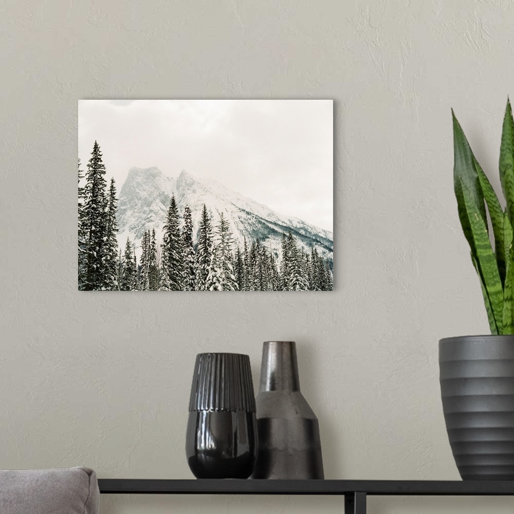 A modern room featuring Photograph of snow frosted trees in front of a large mountain, Lake Louise, Canada