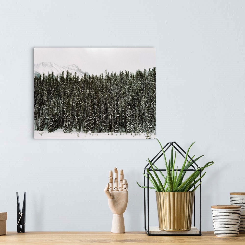 A bohemian room featuring Photograph of dense evergreen trees covered in snow, Emerald Lake Lodge, Banff, Canada