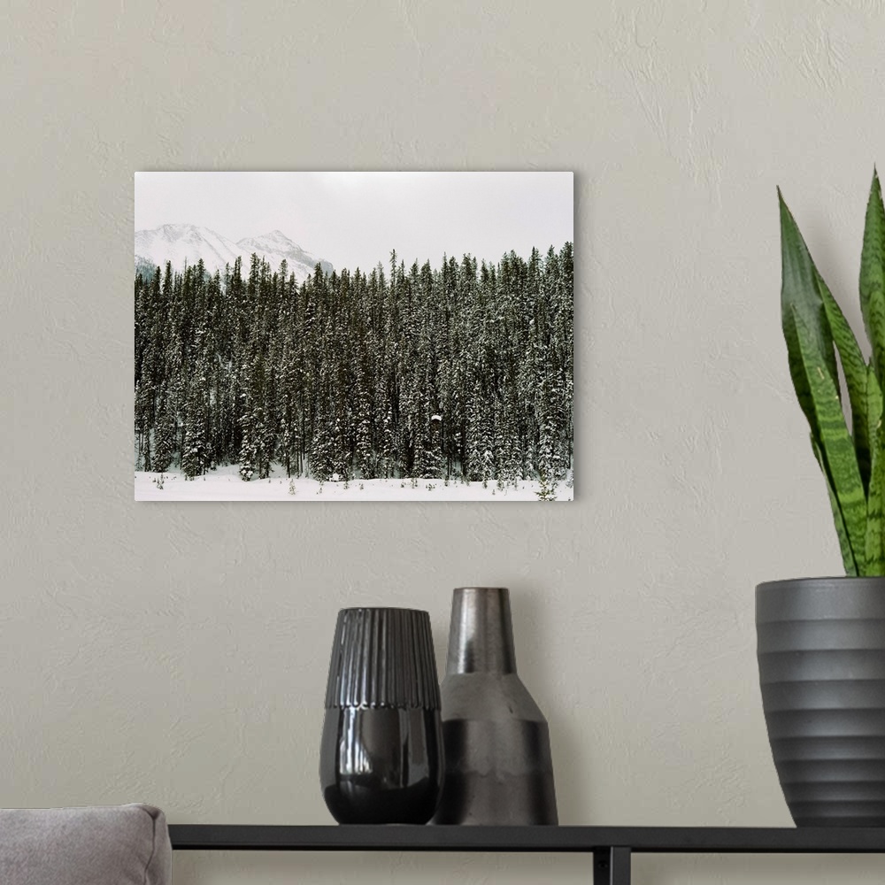 A modern room featuring Photograph of dense evergreen trees covered in snow, Emerald Lake Lodge, Banff, Canada