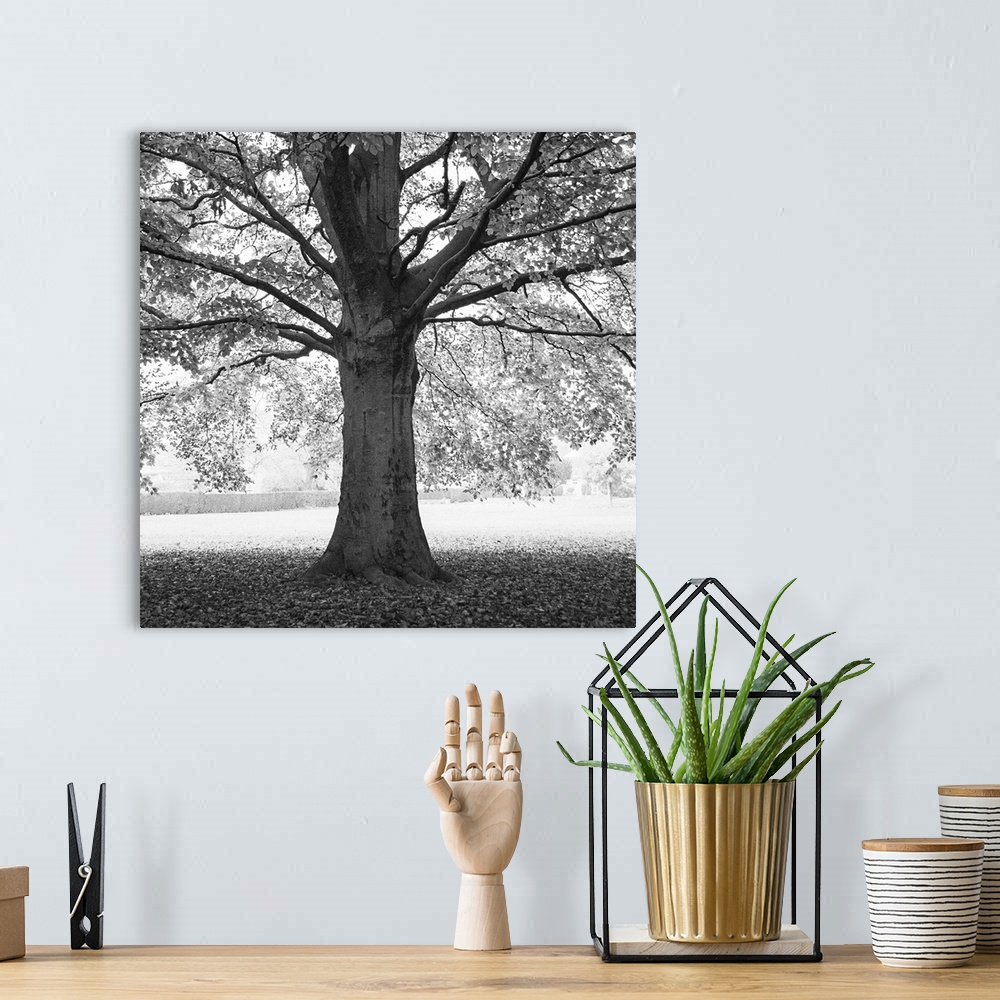 A bohemian room featuring A photograph of an old tree standing in a clearing shrouding the ground underneath in shade.