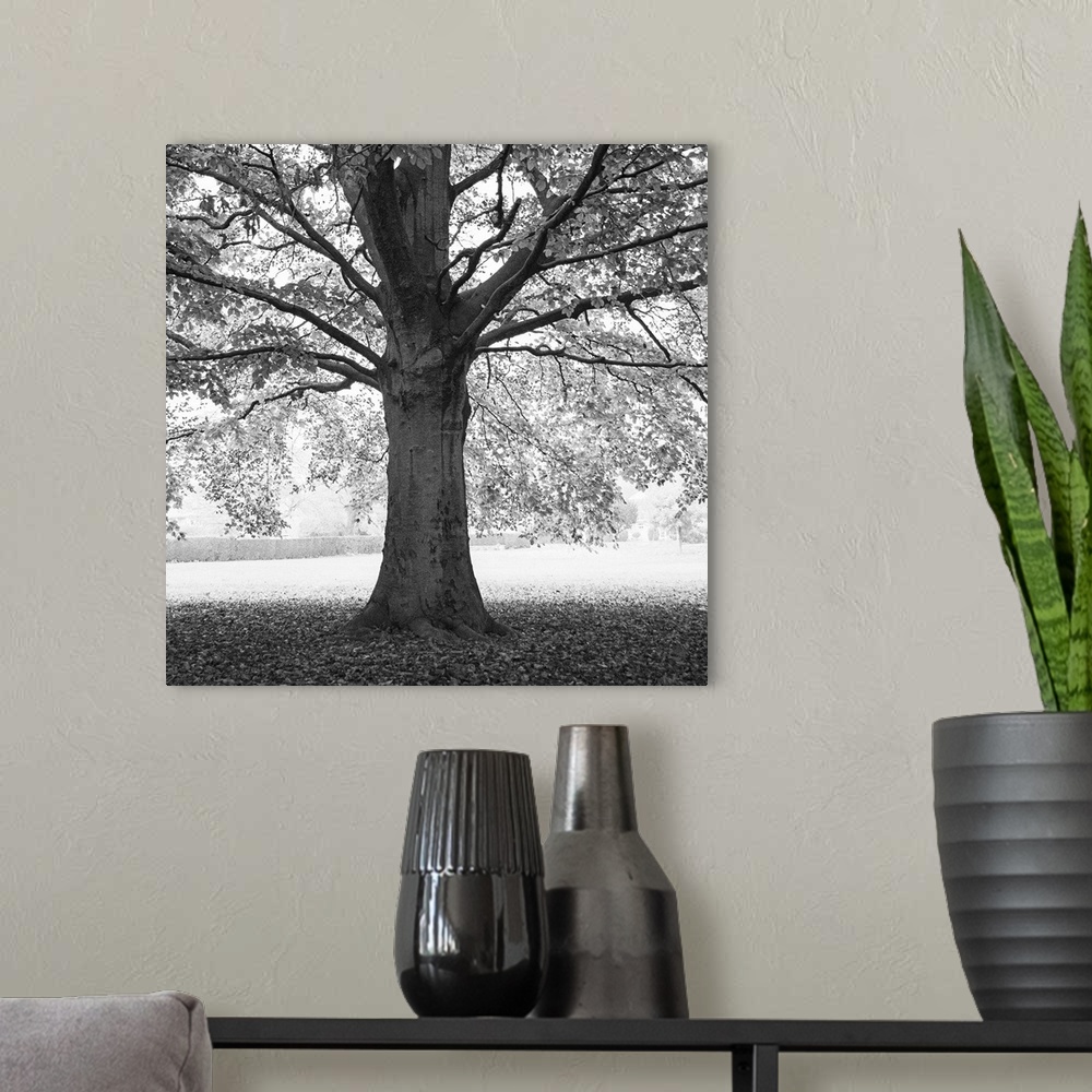 A modern room featuring A photograph of an old tree standing in a clearing shrouding the ground underneath in shade.