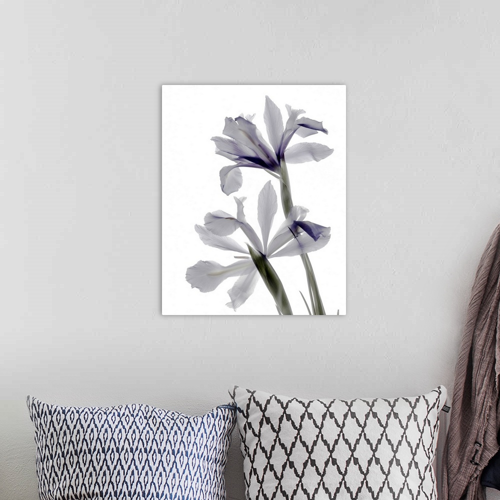 A bohemian room featuring X-ray photograph of iris flowers in white and purple on a white background.