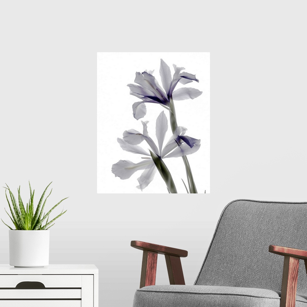 A modern room featuring X-ray photograph of iris flowers in white and purple on a white background.