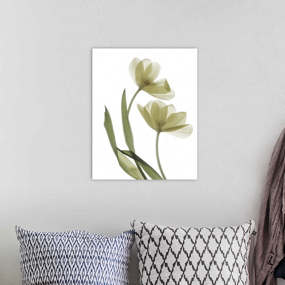 A bohemian room featuring X-ray photograph of a yellow tulip on a white background.