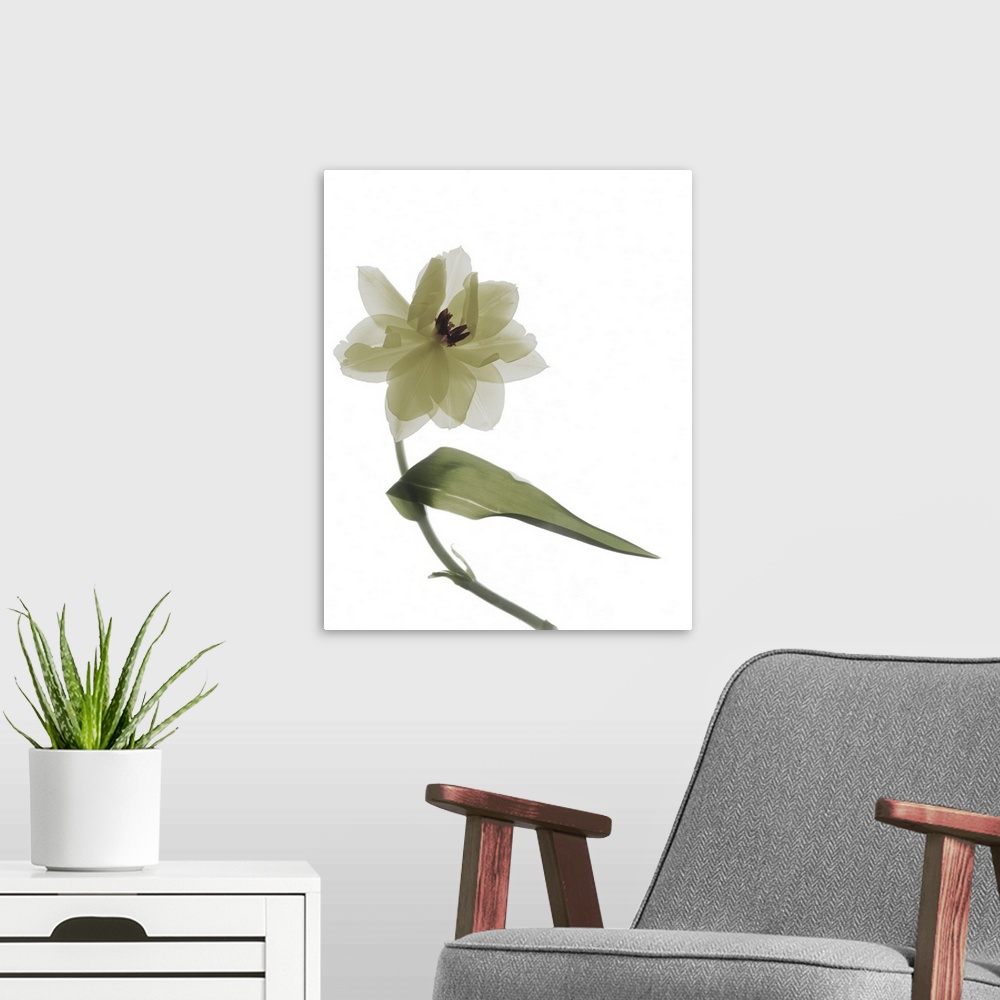 A modern room featuring X-ray photograph of a yellow tulip on a white background.