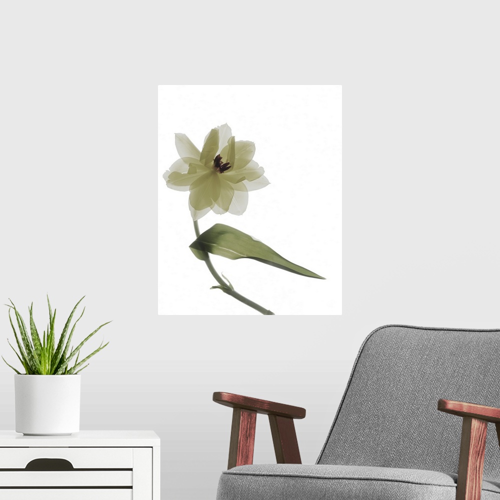 A modern room featuring X-ray photograph of a yellow tulip on a white background.