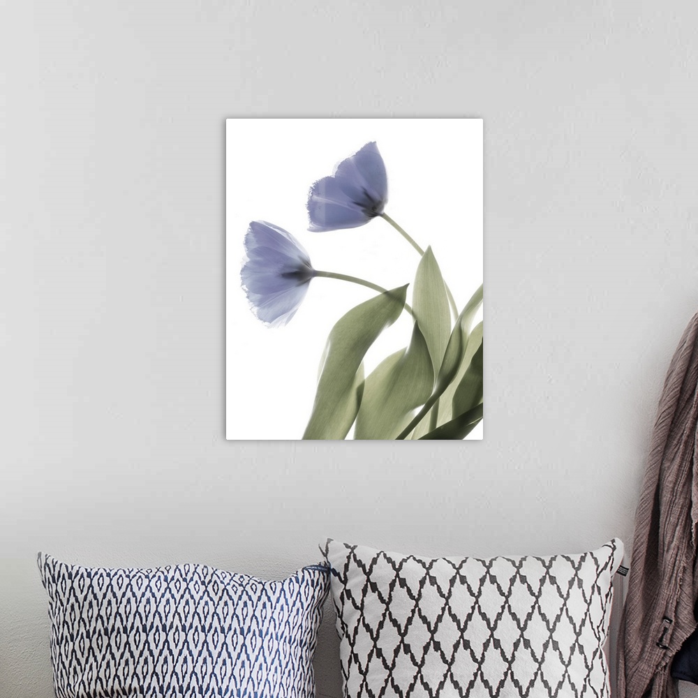 A bohemian room featuring X-ray photograph of a purple tulip on a white background.