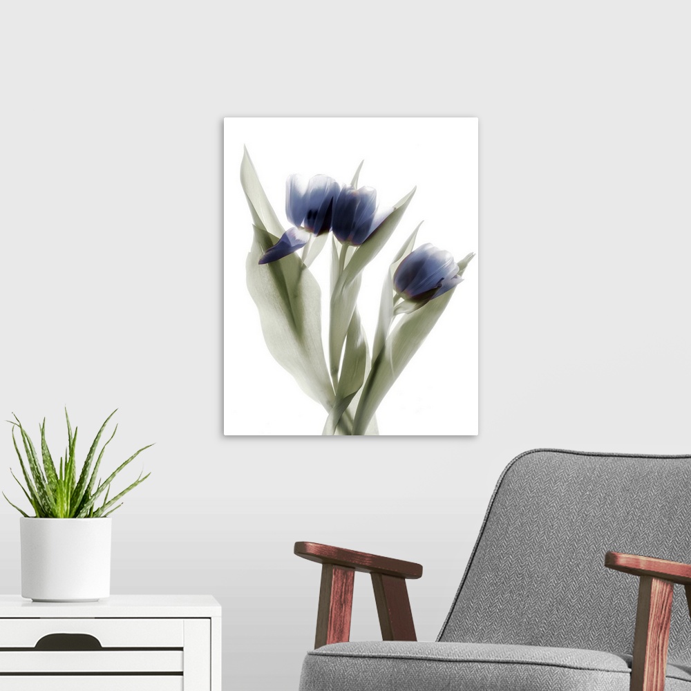 A modern room featuring X-ray photograph of a pink and purple tulip on a white background.