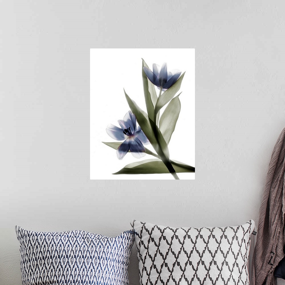 A bohemian room featuring X-ray photograph of a pink and purple tulip on a white background.