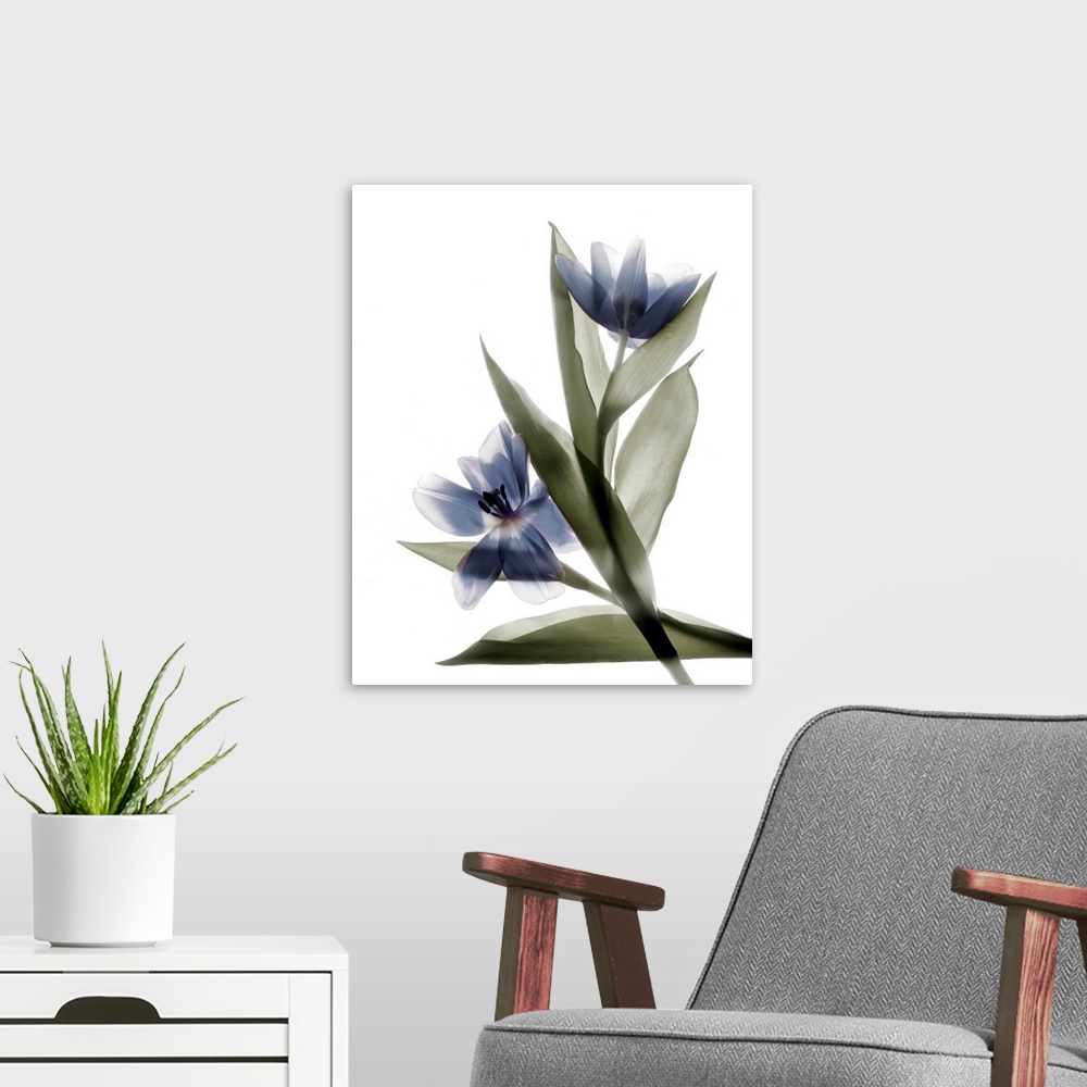 A modern room featuring X-ray photograph of a pink and purple tulip on a white background.