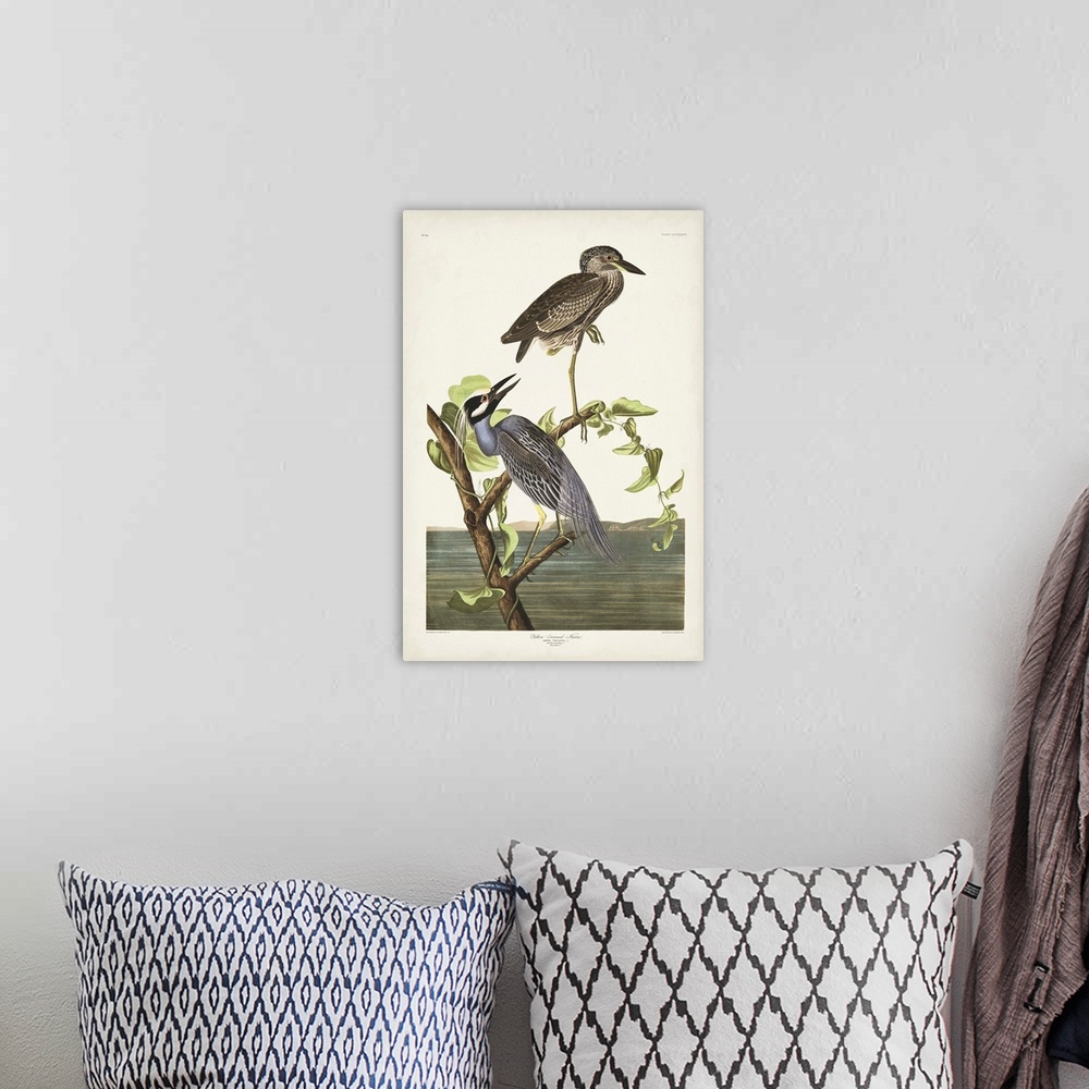 A bohemian room featuring Yellow-Crowned Heron
