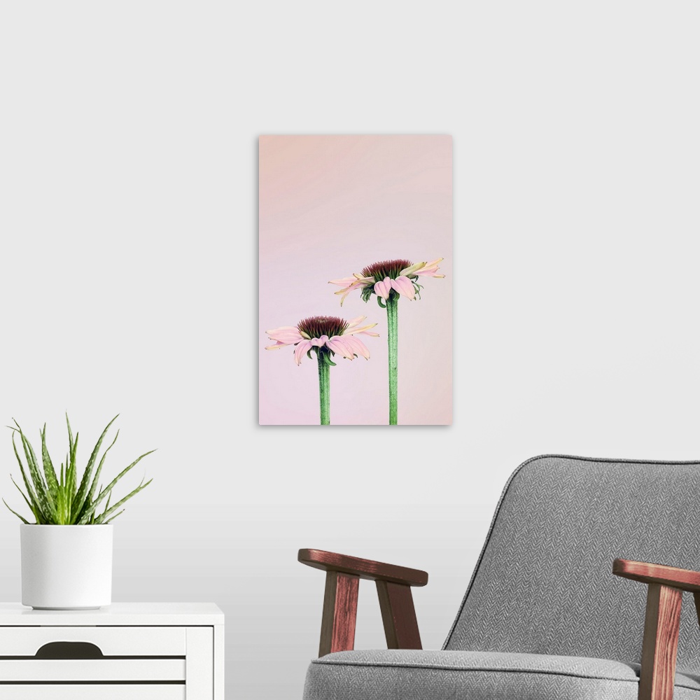 A modern room featuring Coneflowers