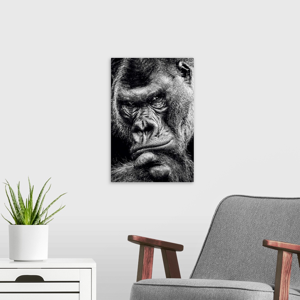 A modern room featuring Dark Gorilla
