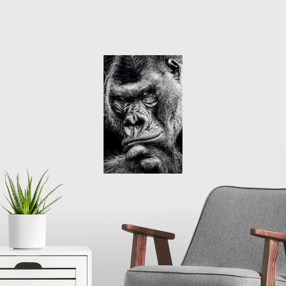 A modern room featuring Dark Gorilla