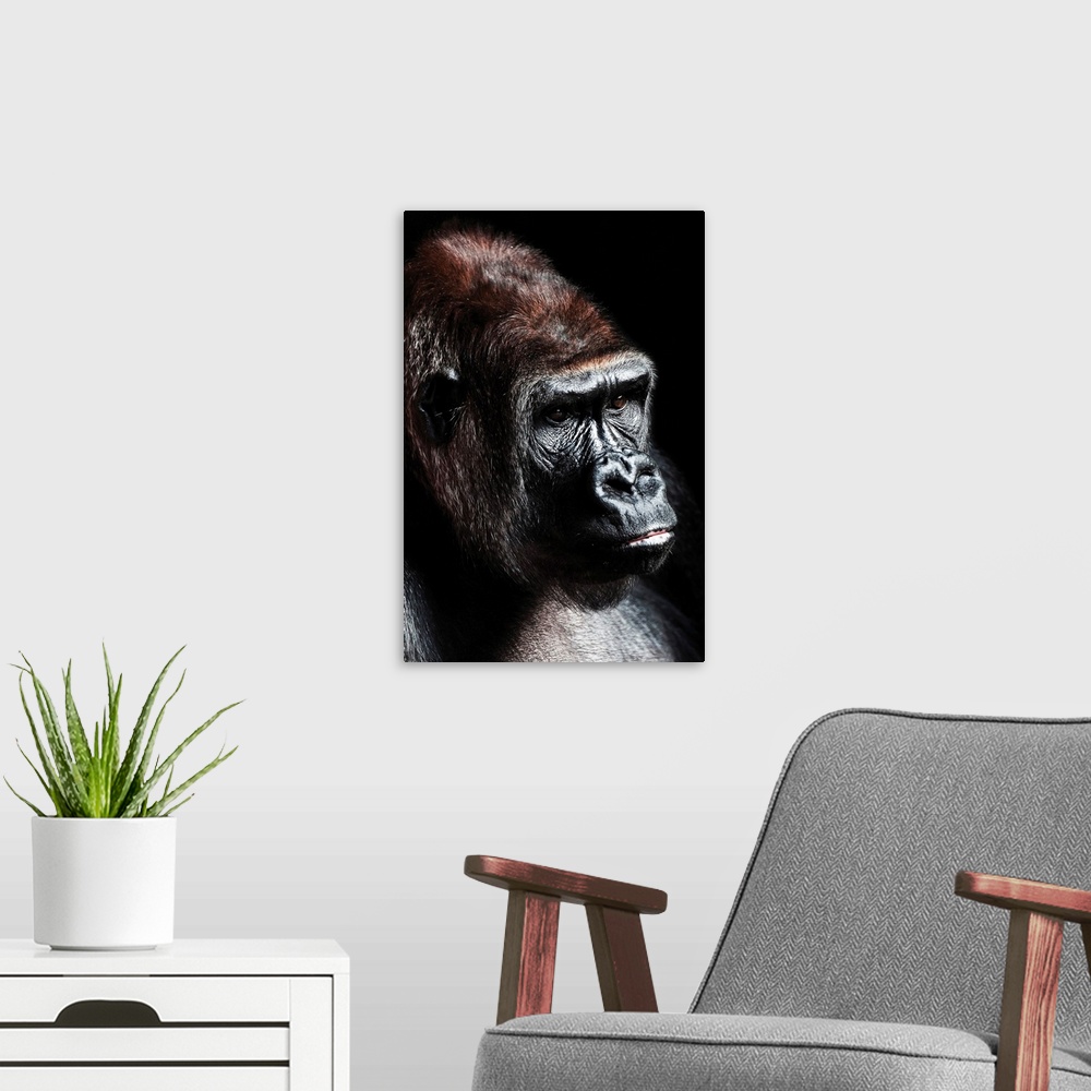 A modern room featuring Dark Gorilla 2