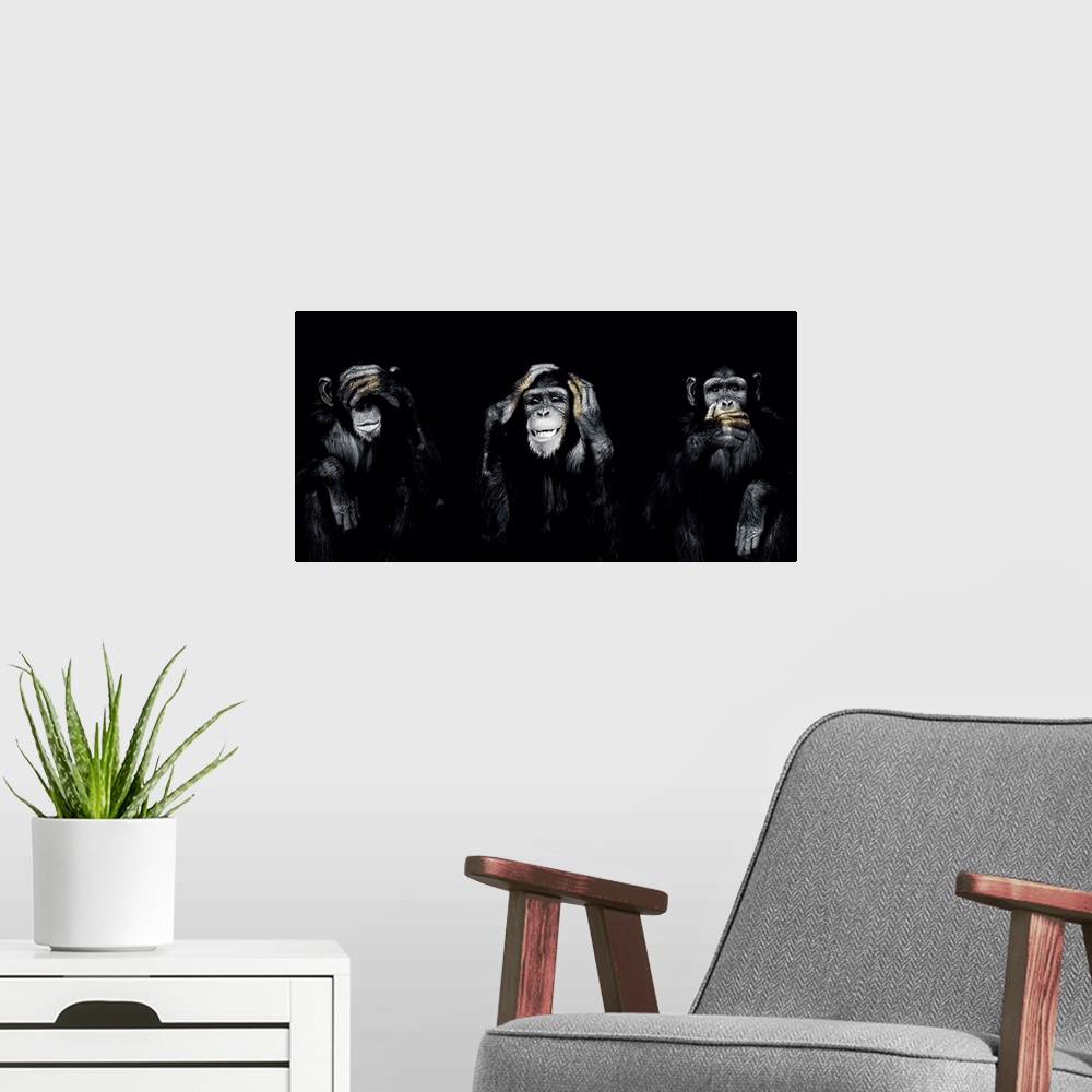 A modern room featuring Dark Monkeys Special Panorama
