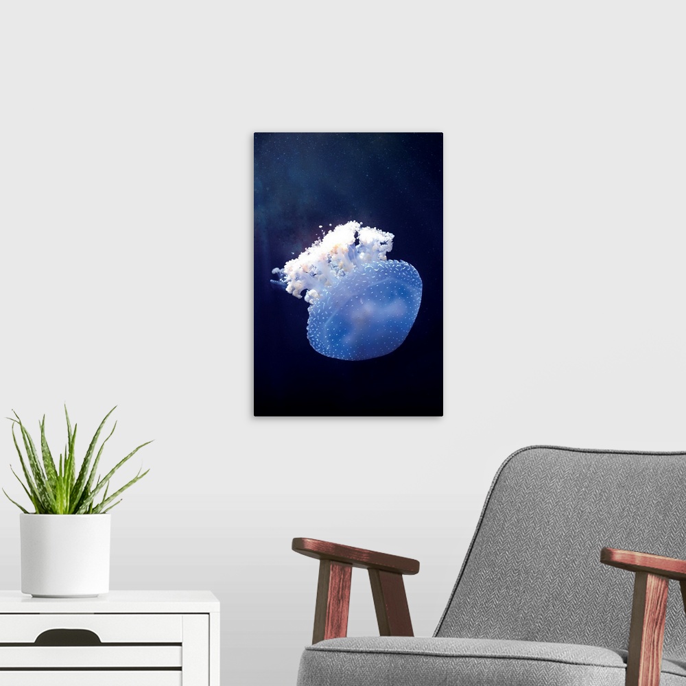 A modern room featuring Deepsea Jellyfish