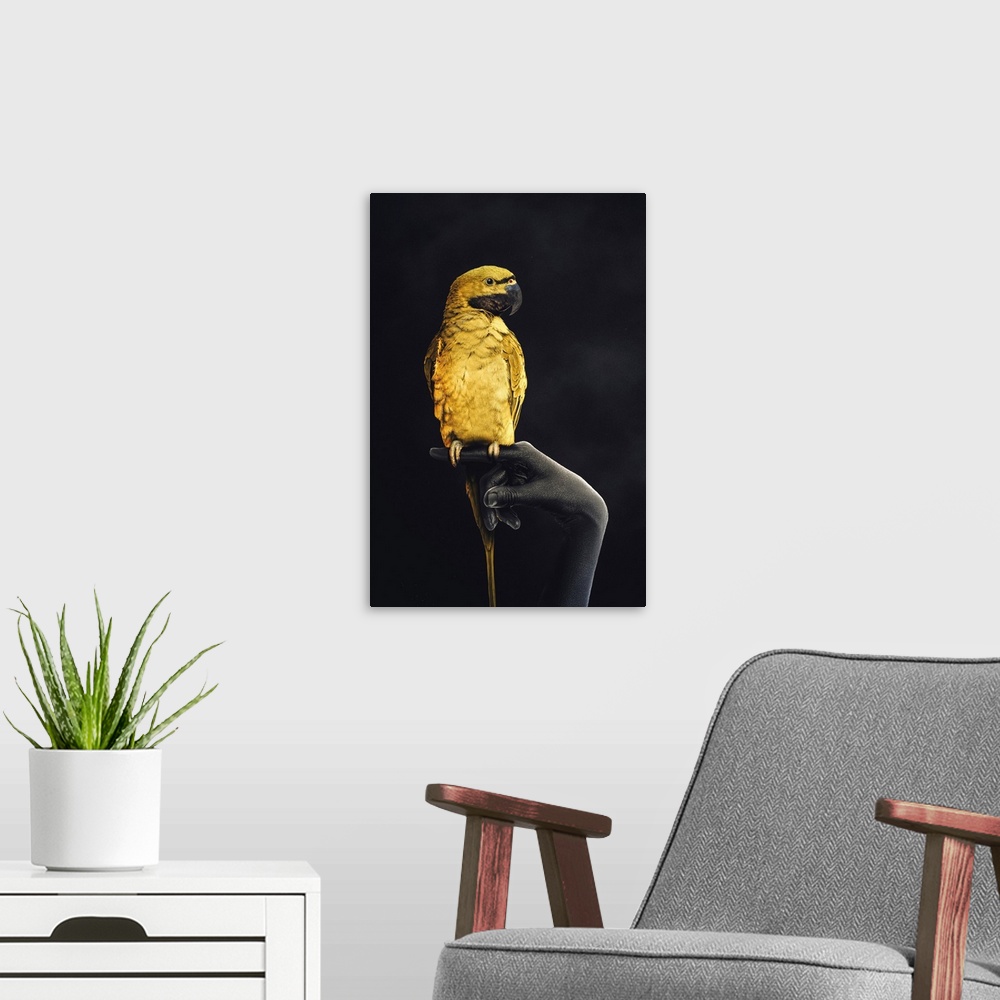 A modern room featuring Golden Parrot