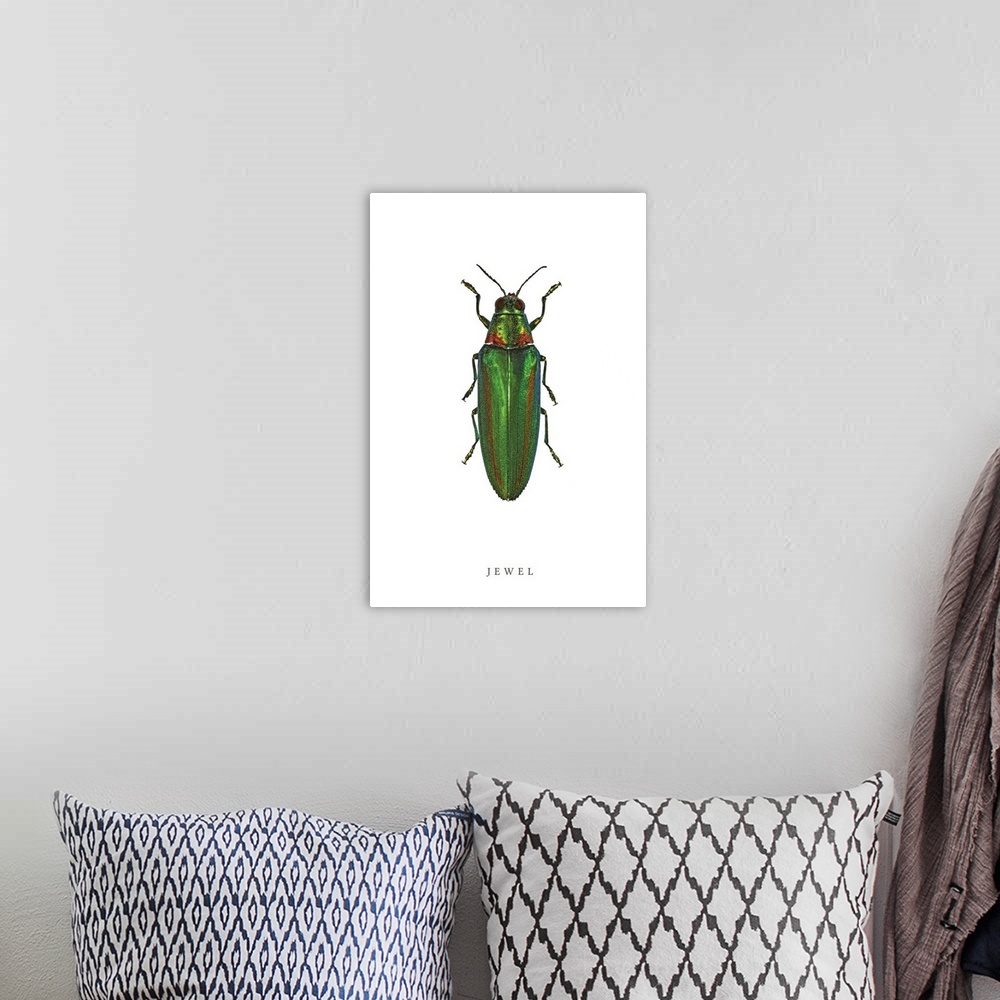 A bohemian room featuring Jewel Beetle