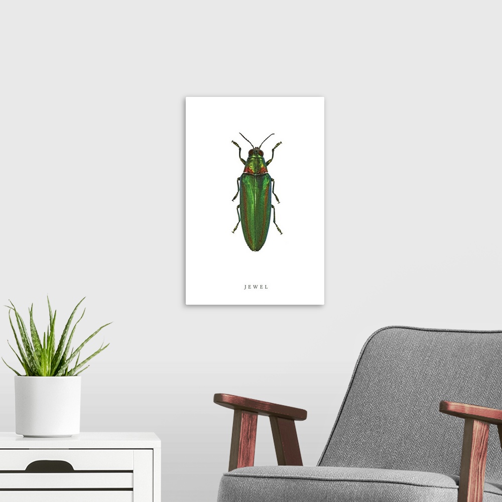 A modern room featuring Jewel Beetle
