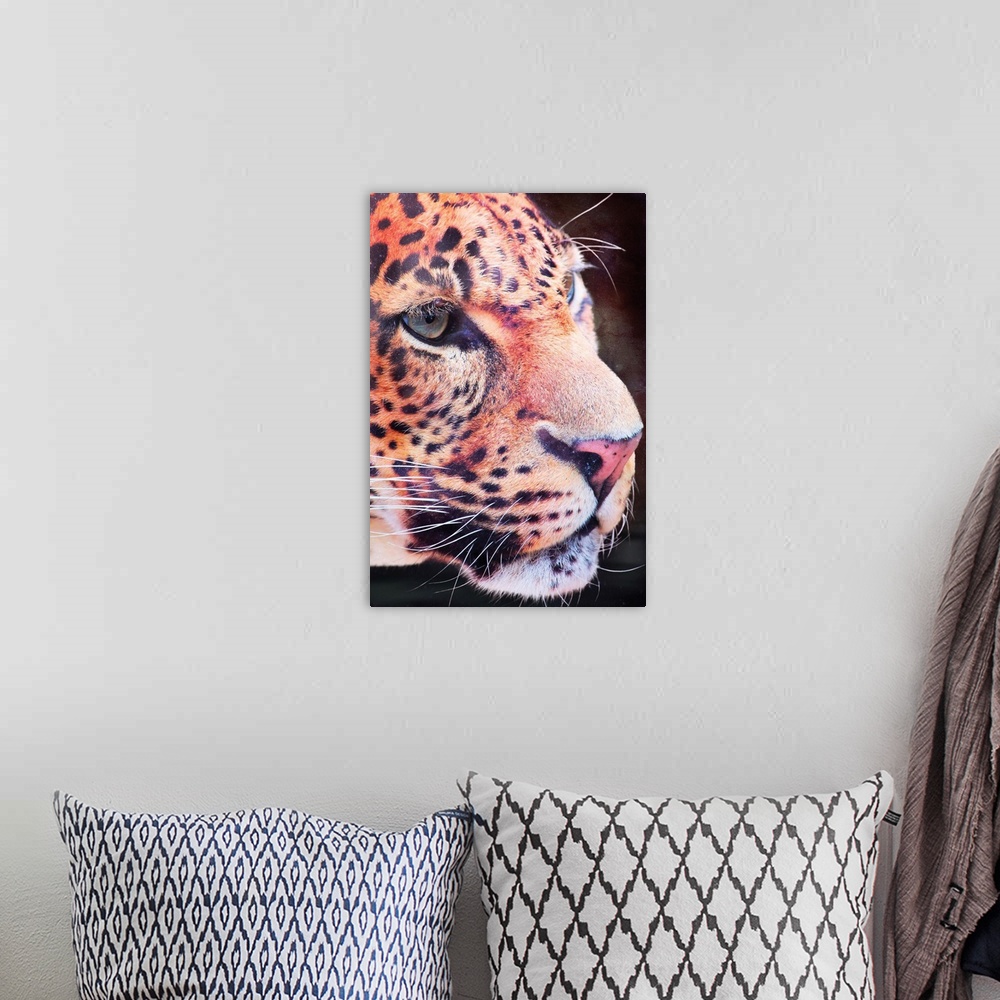 A bohemian room featuring Leopard Closeup