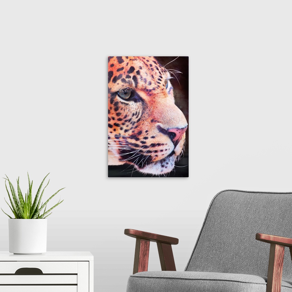 A modern room featuring Leopard Closeup