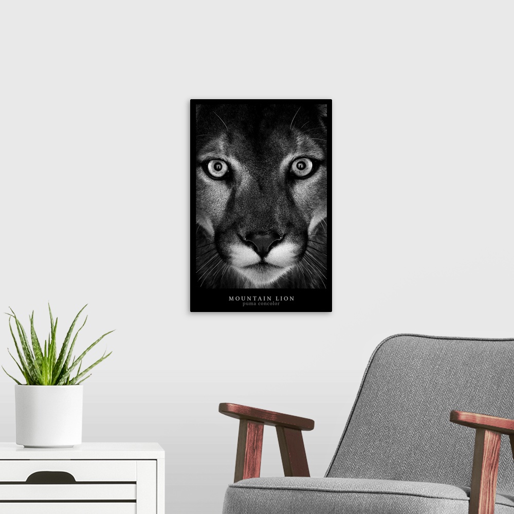 A modern room featuring Mountain Lion Black